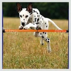 Muscle Mania Fitness MegaStore Adjustable Athletic Training Hurdle